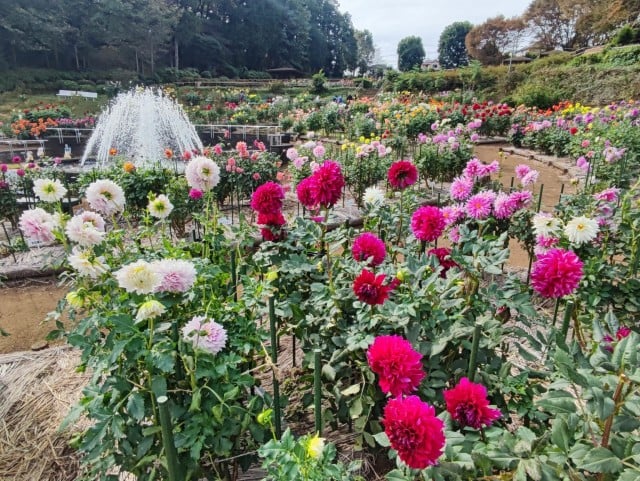 去年10月のダリア園